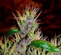 Heavy Duty Haze archive 3