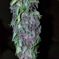 (Las Vegas Purple Kush archive 3