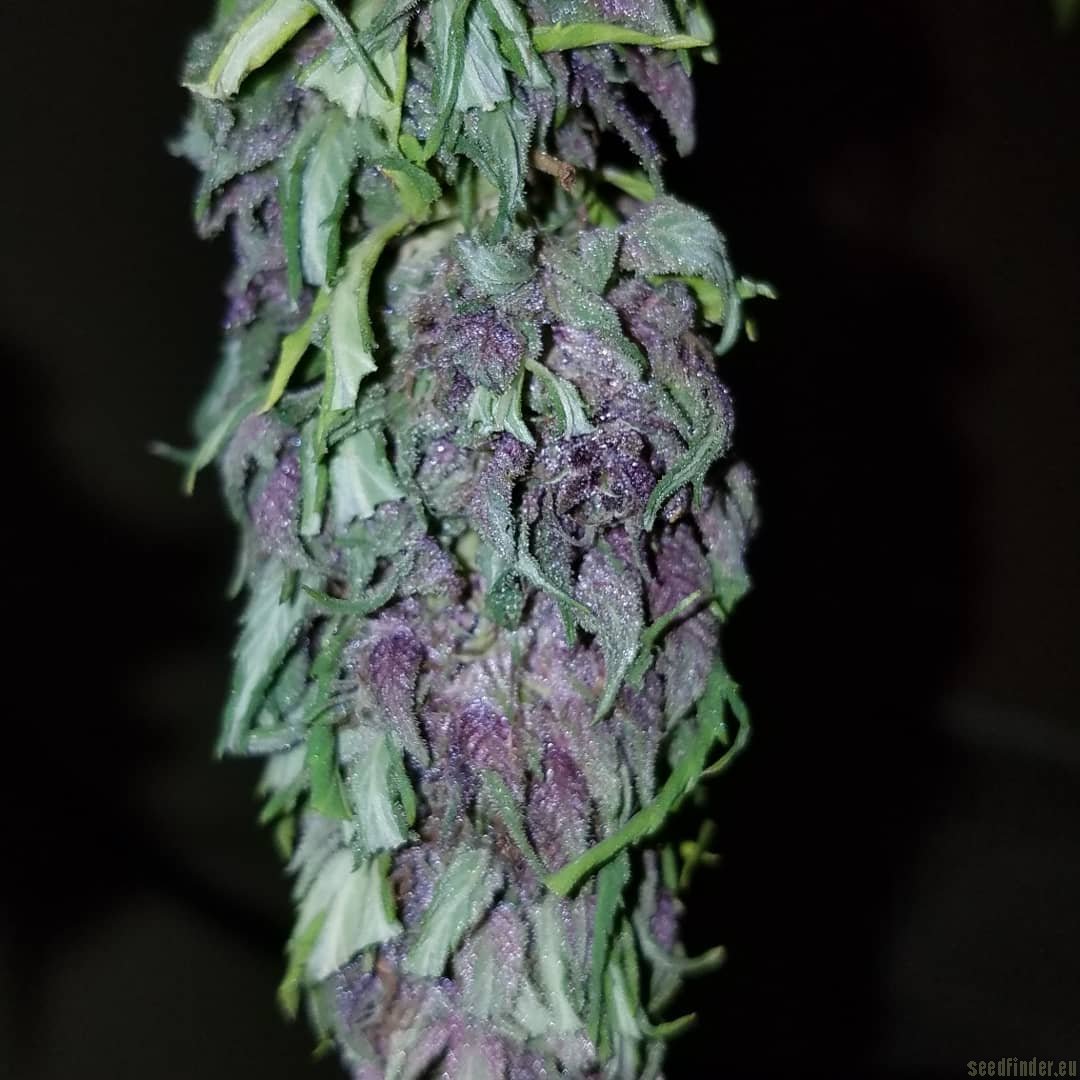 Las Vegas Purple Kush flowering cannabis, as labeled by the cited photo source