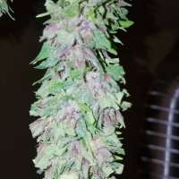 (Las Vegas Purple Kush archive 1