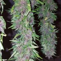 (Las Vegas Purple Kush archive 2