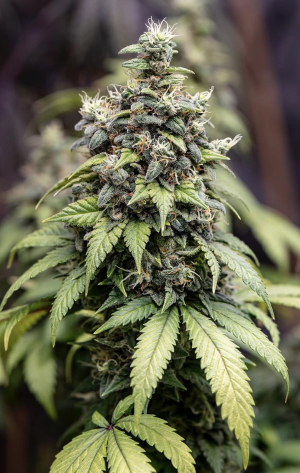 Lemon G: strain page photo, credit seedfinder.eu, copyright status shown with credit copyright unverified
