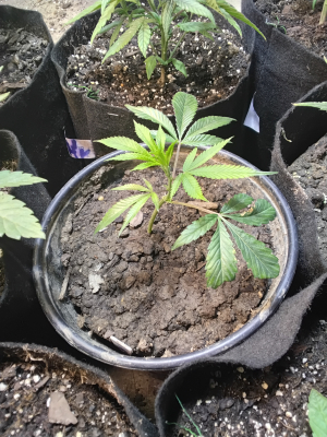 Lemon G: strain page photo, credit seedfinder.eu, copyright status shown with credit copyright unverified