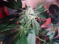 OG Kush: strain page photo, credit seedfinder.eu, copyright status shown with credit copyright unverified