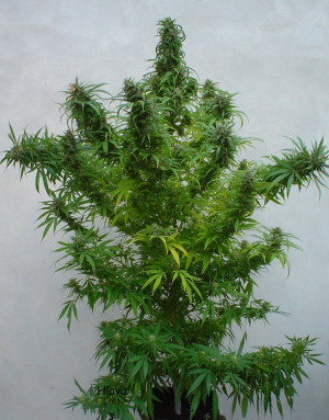 An image of Sweet Mendo B.O.G
