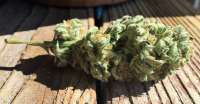 The White: strain page photo, credit seedfinder.eu, copyright status shown with credit copyright unverified