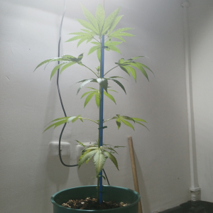 An image of Black Samarian F2