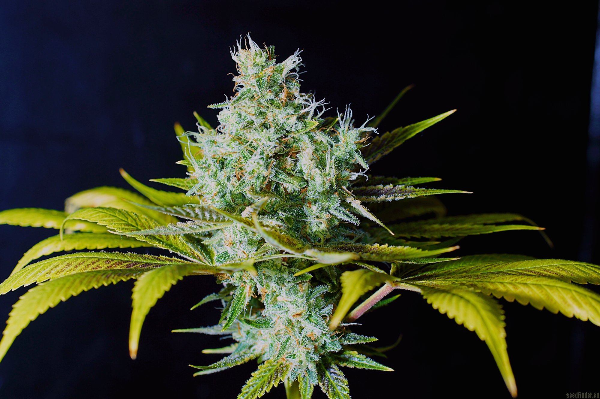 Clementine Kush