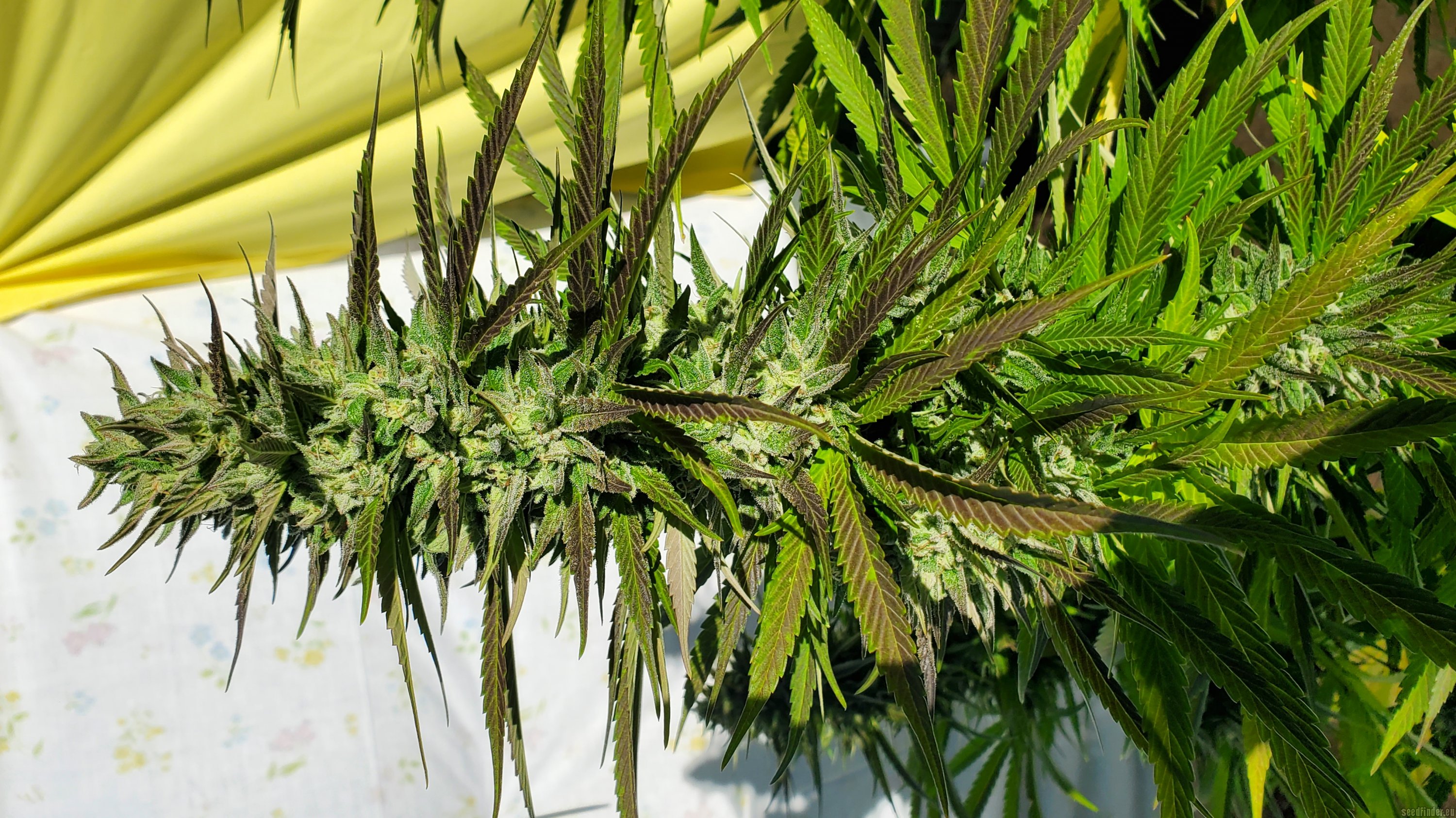 Krishna Kush