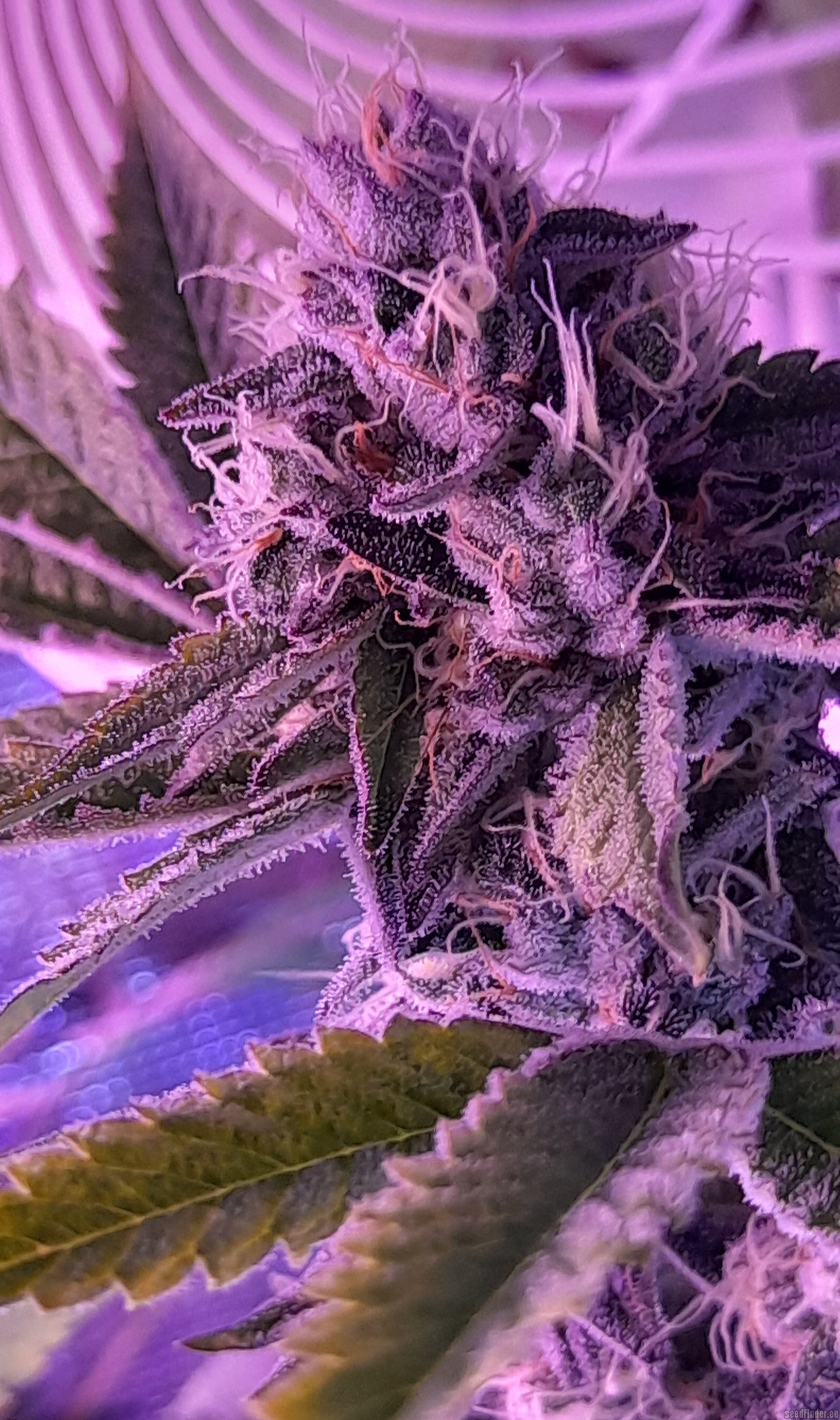 Blue Pave flowering cannabis, as labeled by the cited photo source