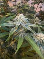 Glitter Bomb: strain page photo, credit seedfinder.eu, copyright status shown with credit copyright unverified