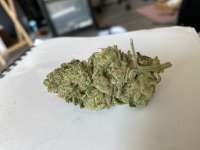 Harambes Hope archive 1