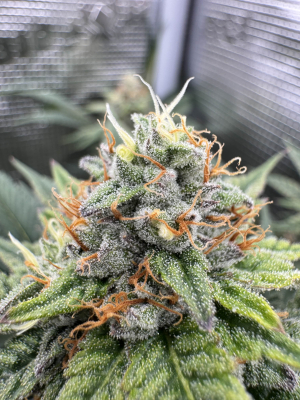 Inside Joke archive 1