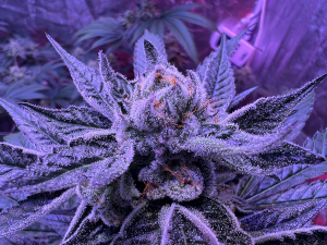 Jokerz Candy archive 4