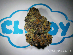 An image of Mellowz