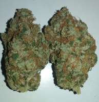 An image of Chem D Cookies