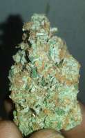 An image of Chem D Cookies