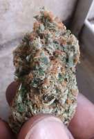 An image of Chem D Cookies