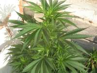 An image of Purple Cheech
