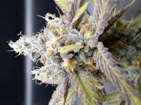 Biscotti: strain page photo, credit seedfinder.eu, copyright status shown with credit copyright unverified