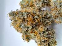 Biscotti: strain page photo, credit seedfinder.eu, copyright status shown with credit copyright unverified