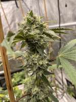 Candy Rain: strain page photo, credit seedfinder.eu, copyright status shown with credit copyright unverified