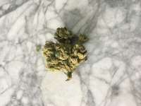 Gelatti: strain page photo, credit seedfinder.eu, copyright status shown with credit copyright unverified