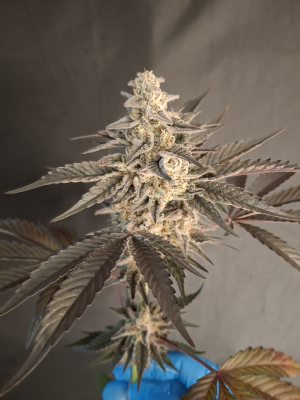 Acai Grapes archive 3