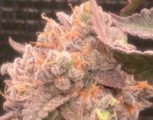 An image of Candy Cake