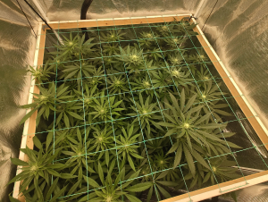 An image of Tropical Snow