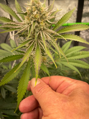 An image of Blue Berry Big Stuff