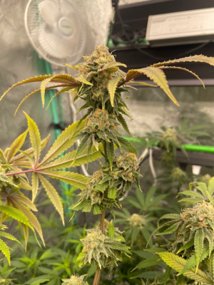 An image of Blue Berry Big Stuff