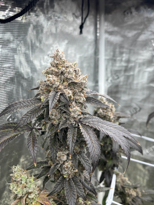 Kings Venom archive 1