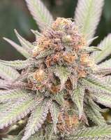 An image of Coville Blueberry