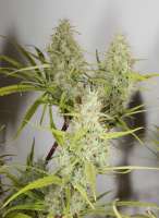 An image of Hawaiian Haze
