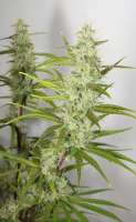 An image of Hawaiian Haze