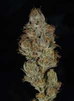 An image of Michigan State of Mind