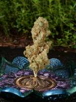 Olskoo Haze archive 1