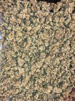 Olskoo Haze archive 2