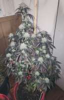 Fire As Fuck archive 1