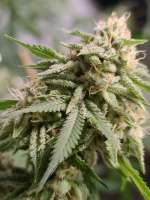 An image of Sour Banana Sherbet