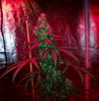 Purple Kush: strain page photo, credit seedfinder.eu, copyright status shown with credit copyright unverified