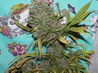 Oaxacan Gold archive 6