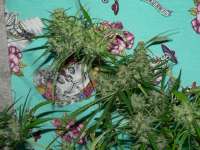 Oaxacan Gold archive 5