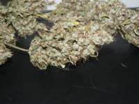 Oaxacan Gold archive 4