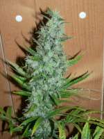 Oaxacan Gold archive 3