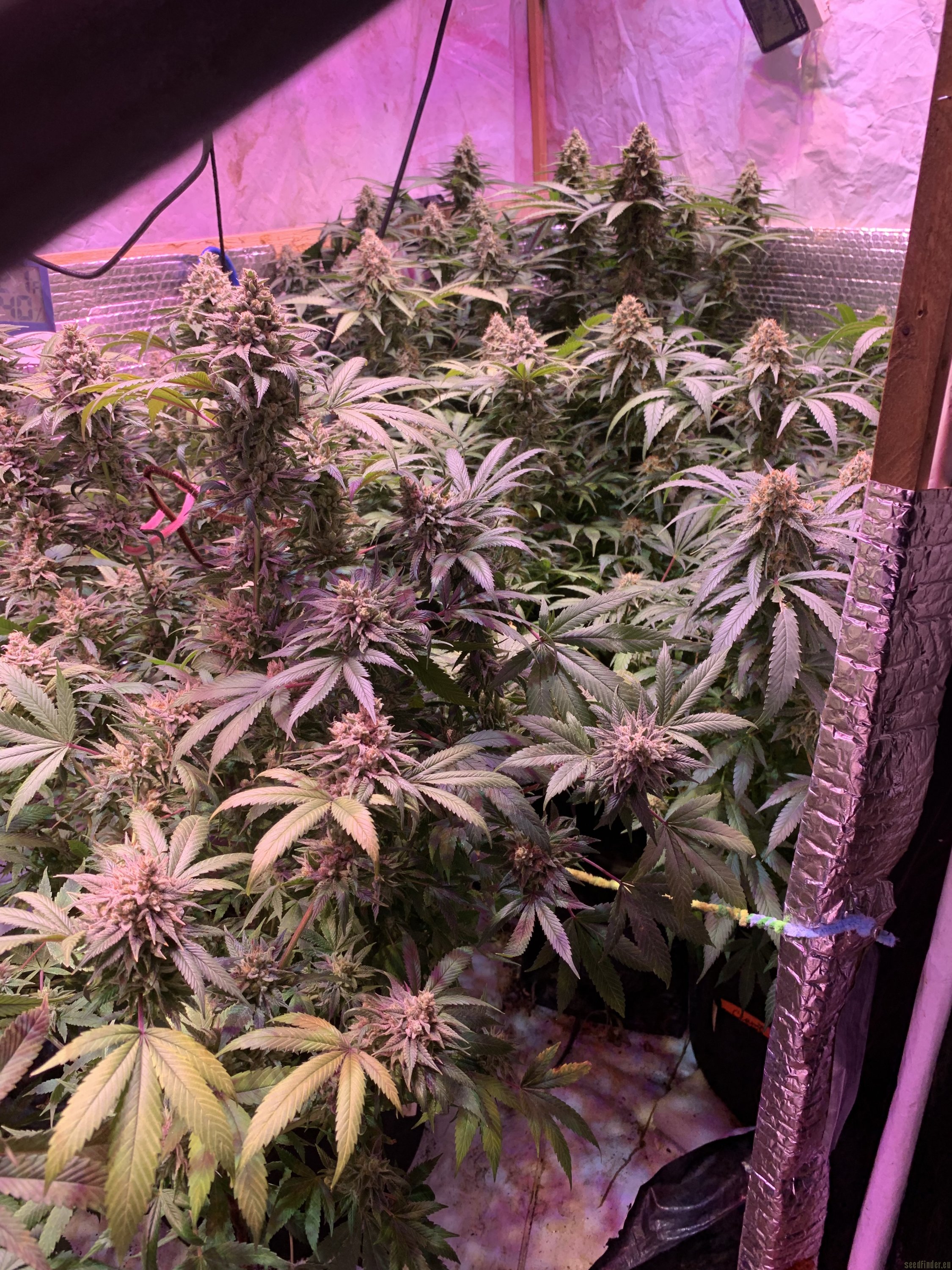 Cement Shoes flowering cannabis, as labeled by the cited photo source