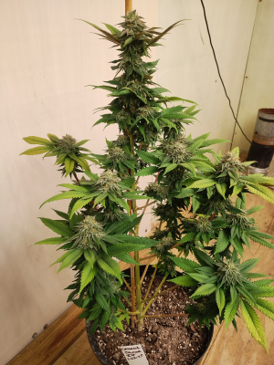 Cement Shoes: strain page photo, credit seedfinder.eu, copyright status shown with credit copyright unverified