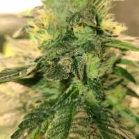 Cement Shoes: strain page photo, credit seedfinder.eu, copyright status shown with credit copyright unverified