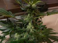 Blueberry. archive 7